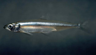 Freshwater Smelt Side Wallpaper