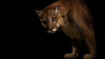 Big Cats Pumas Animals Cougar Wallpaper