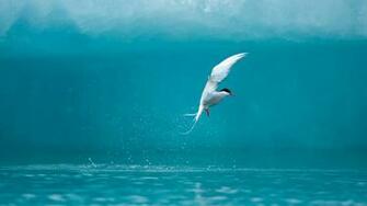 Fishing In The Ice Of Arctic Tern Wallpaper