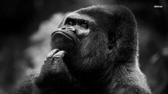 Gorilla Computer Wallpaper Desktop Background Id