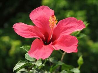 Wallpaper Hibiscus Flower