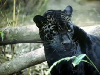 Go Back Image For Black Jaguar Wallpaper