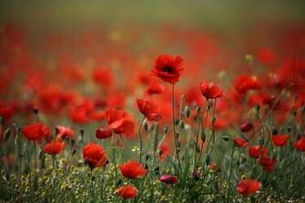 Red Poppy Wallpaper