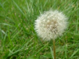 Dandelion Desktop Pc And Mac Wallpaper