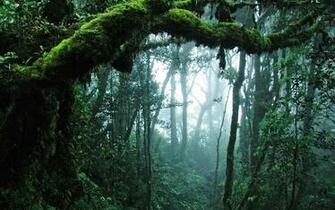 Jungle HD Image Eat The Pig UHD Wallpaper Car