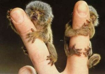 Finger Monkeys Damn Cool Pictures