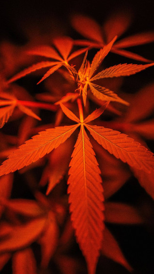 Cool Weed Wallpaper