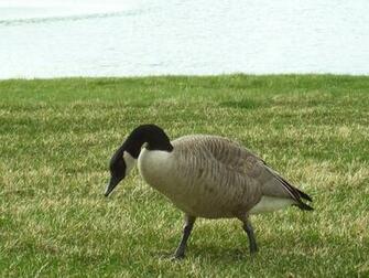Wallpaper Goose