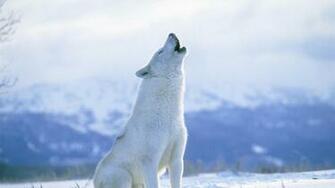 Wolf Howling Wallpaper