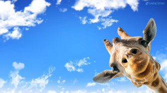 Cute Giraffe Background Wallpaper
