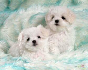 Baby Dog Wallpaper Super