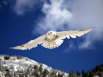 Follow The Piper Snowy Owls