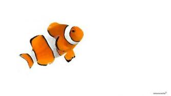 Pics Photos Clownfish Background
