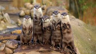 Asian Small Clawed Otters Animals 2k Wallpaper HDwallpaper