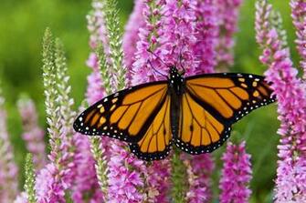 Monarch Butterfly Wallpaper HD