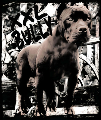Black Pitbull X Hoyf4ymfybcs33gi Wallpaper