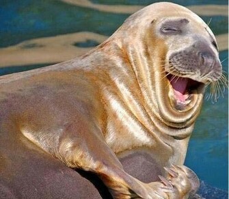 Face Animals Funny Happy Best Smiles Faces Pics Image Wallpaper