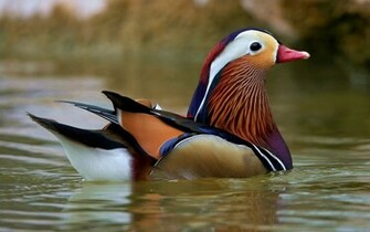 Waterfowl Wallpaper Colored