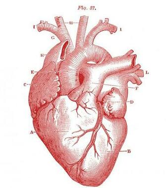 Anatomical Heart Pictures The Graphics Fairy