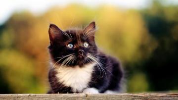 Animal Wallpaper Home Best