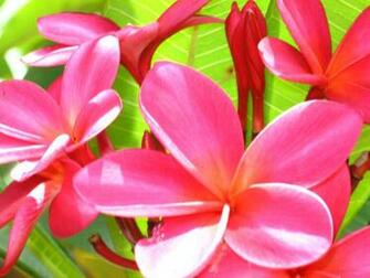 Pink Plumeria Wallpaper 1600x By
