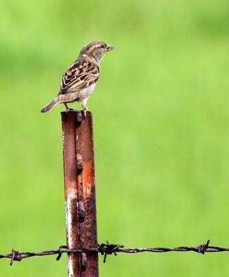 Sparrow By Pistos Caedes Desktop Wallpaper
