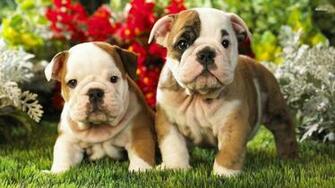 English Bulldog Wallpaper