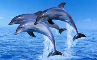 Dolphins High Quality And Resolution Wallpaper On