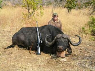 African Buffalo HD Image Tiger Wallpaper Mobile
