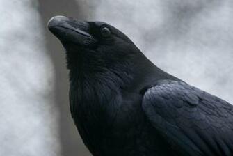 Raven Bird Wallpaper Pretty By Akumajusan