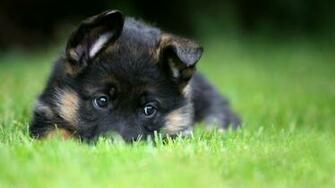 Cute Black Shiba Inu Wallpaper iPhone Wallpaperlepi