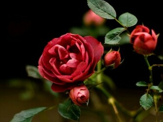 Flowers For Flower Lovers Wallpaper HD Rose Desktop