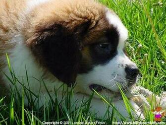 St Bernard Wallpaper
