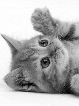 Playful Kitten Screensaver For Amazon Kindle