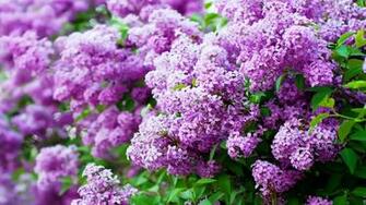 Sprung Lilac Blossom Purple Wallpaper New HD