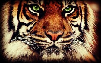 Bengal Tiger Face Wallpaper Pro Pictures