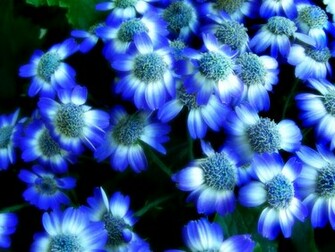 Blue Flower Wallpaper
