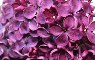 Lilac Wallpaper Flower