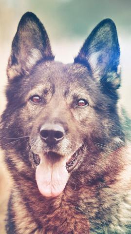 iPhone6papers Mo06 My Shepherds Dog Flare Smile Animal Nature