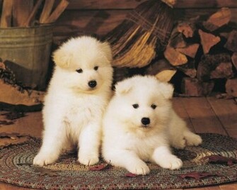 All Wallpaper Akita Puppies HD