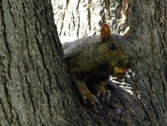 Squirrel Desktop Background Wallpaper