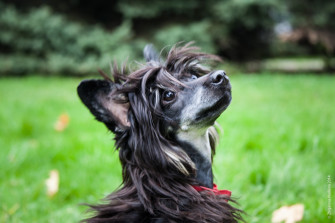 Dogs Chinese Crested Black Rare Gallery HD Wallpaper