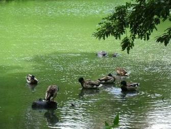 Cute Ducks Screensaver Screensavers
