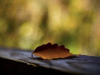 Wallpaper Background Brown Leaf On Wood Put Yellow Setting