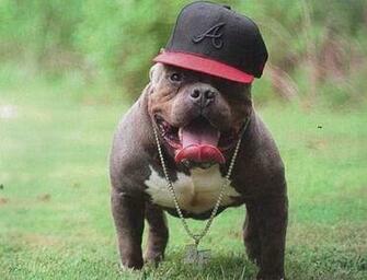Cute Funny Animalz American Pitbull Nice Photos