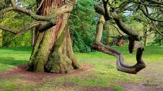 New Background Nature Wallpaper