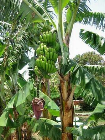 Banana Tree Pictures
