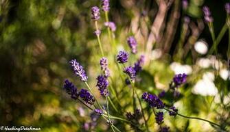 Wallpaper Lavender Full HD 2k 4k By Hackingdutchman