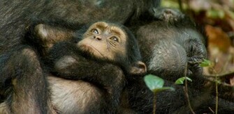 Chimpanzee Picture Image Wallpaper