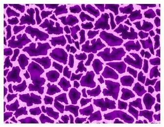 purple leopard print pants